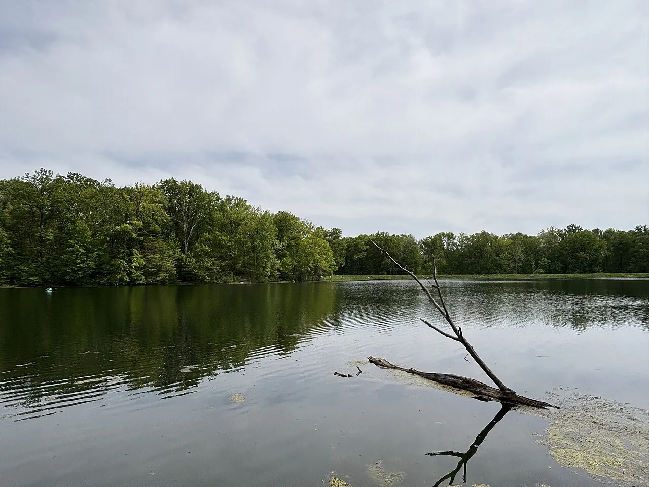 A wooded shore and fallen branch reflected in the lake at Hawthorn Park