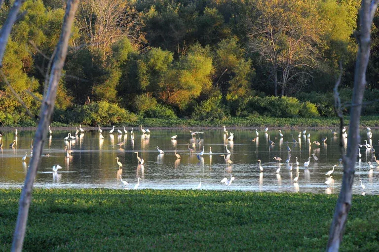 White wading birds among the wooded banks of Wabashiki wetland